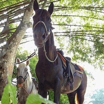 Two horses, a dark brown horse with a saddle and a smaller white horse, stand side-by-side in a wooded area.