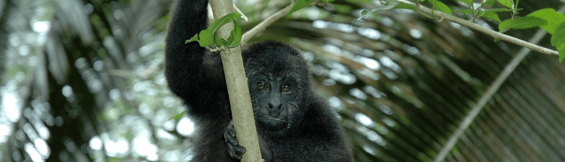 A fluffy black monkey with orange eyes stands on a vine, holding on with his paws.