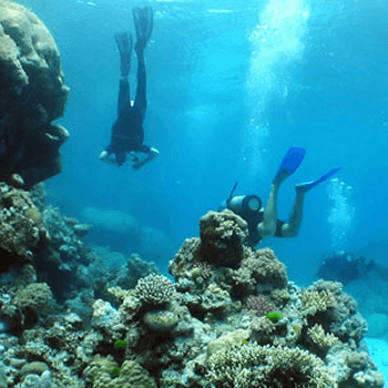 Two people in flippers dive down through the blue water to look at ocean plant life.