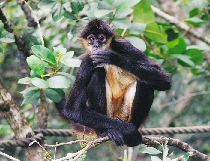 An inquisitive black and blonde long-haired monkey sits on a branch.