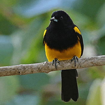 A bright yellow and black bird with a long tail perches on a branch, looking directly at the camera.