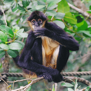 A black and yellow long-haired monkey looks inquisitively into the camera while holding his paw over his mouth.