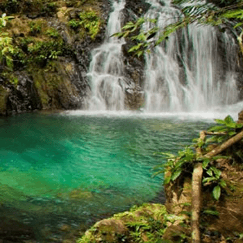 A lush green rainforest surrounds a cascading waterfall that empties into a vibrant turquoise pool.