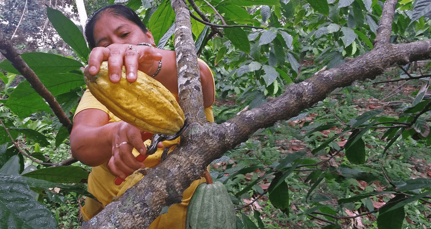 A woman cuts a yellow cacao fruit from a branch with a pair of pruning shears.