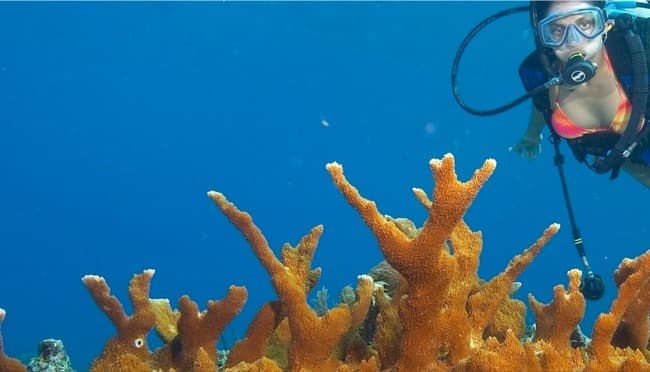 A diver explores vibrant orange coral in clear blue water.