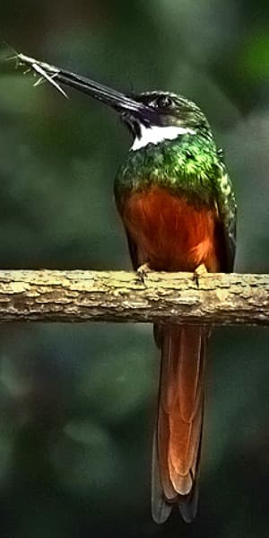 A colorful bird perched on a branch, holding a slender insect in its beak.
