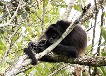 A black howler monkey sits on a tree branch surrounded by lush green foliage.