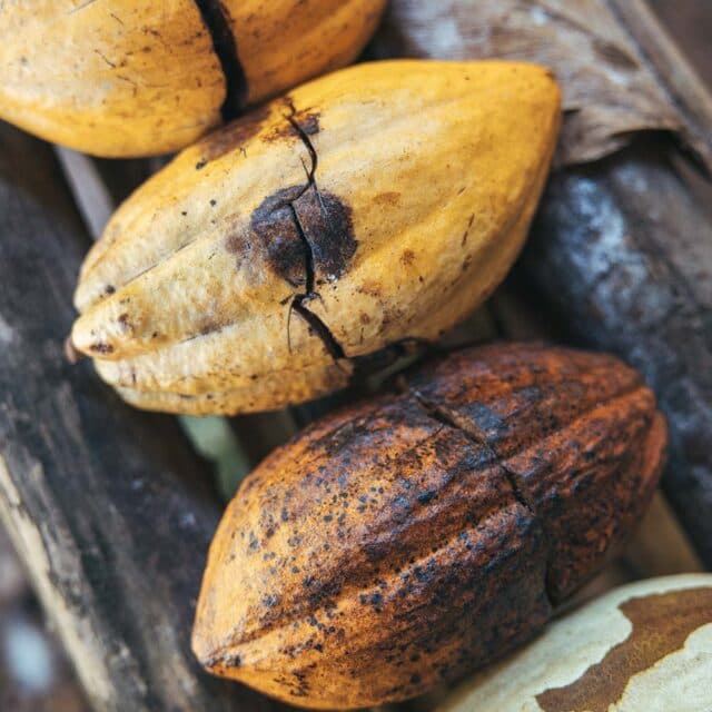 Several cacao pods, ranging from yellow to brown, are lined up on a wooden surface. Some of the pods are cracked open, revealing the white pulp and seeds inside.