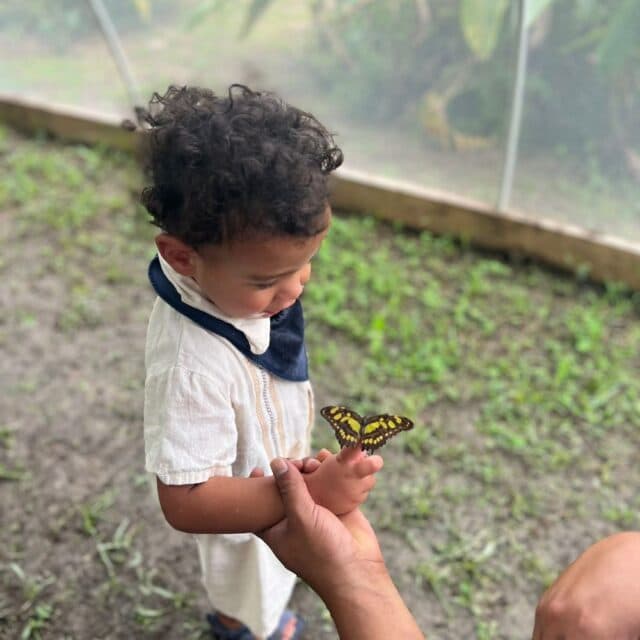 A small boy looks excitedly at a yellow and black butterflies resting on his hand.