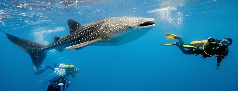 A diver swims alongside a large whale shark in clear blue waters. A diver swims alongside a large whale shark in clear blue waters.