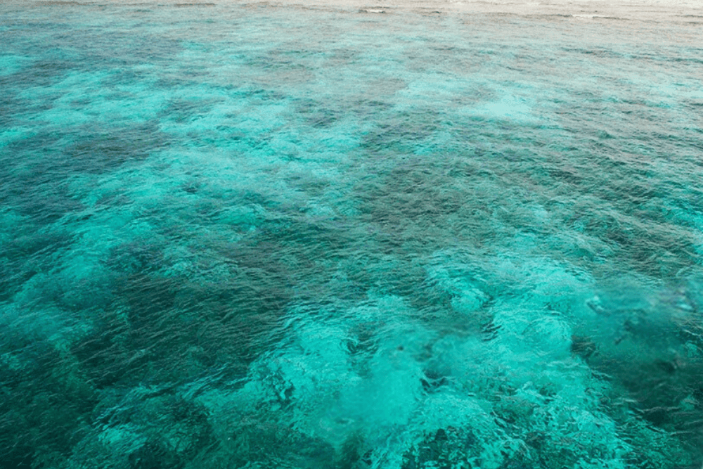 An expanse of clear blue water showing plant life and underwater features in the Caribbean.