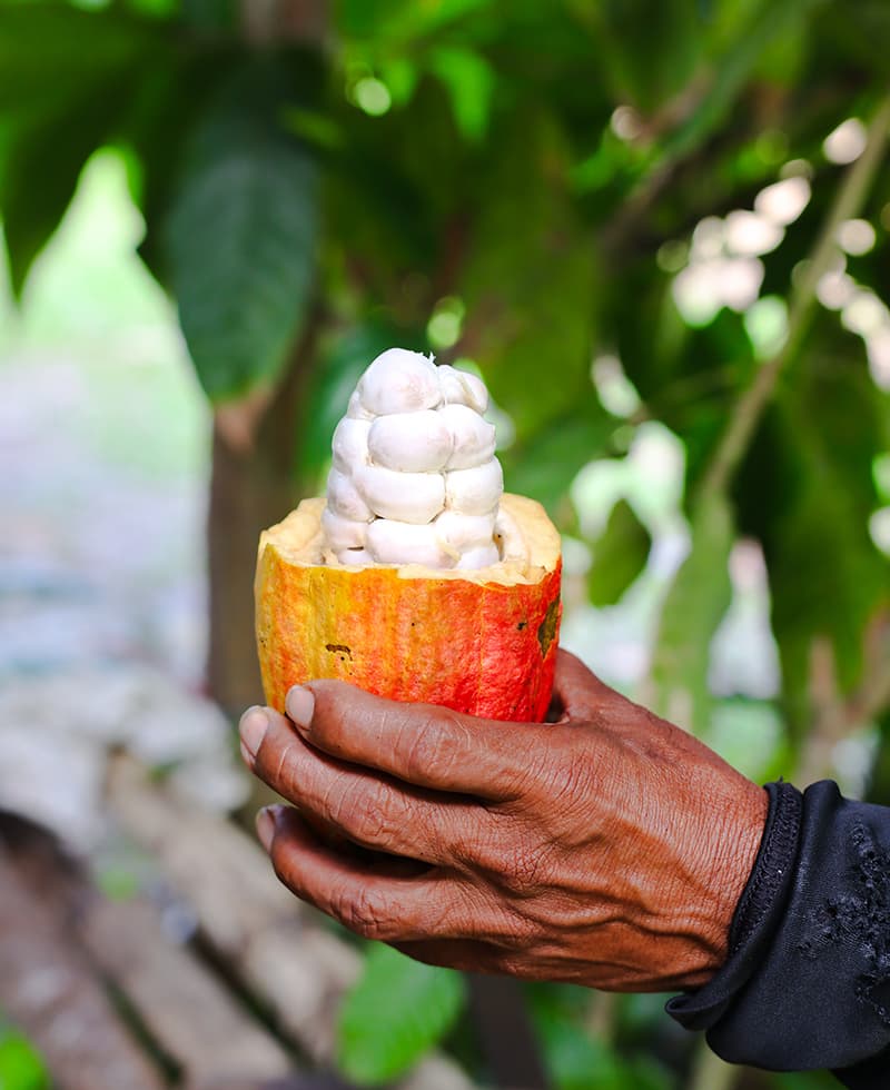 A hand holds a bright orange and yellow cocoa pod with white, soft seeds exposed.