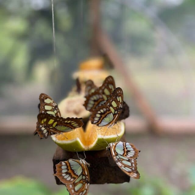 A group of colorful butterflies, including morpho butterflies, are feeding on slices of orange fruit on a wooden bar suspended from a string in a rainforest environment.
