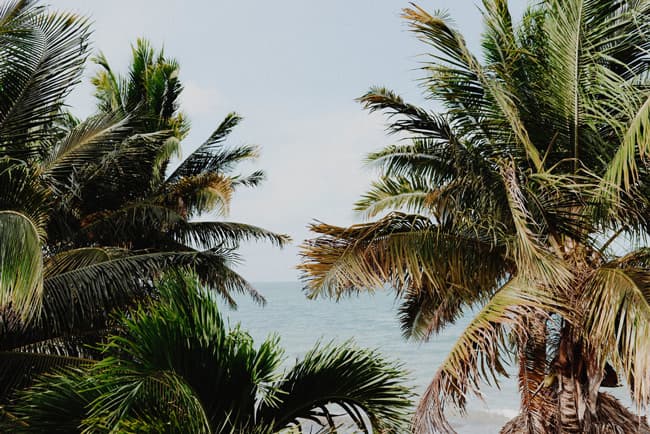 Lush palm trees frame a serene ocean view under a clear sky.