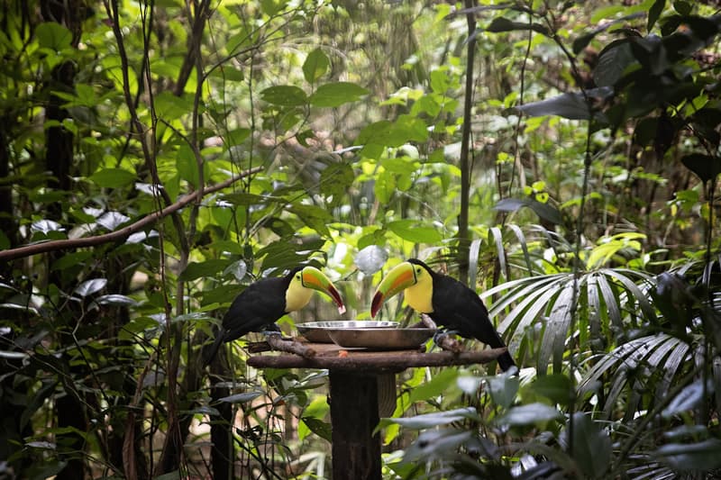 Two toucans are perched on a feeding station in a lush green jungle.