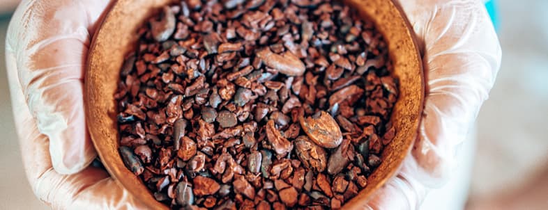 A person in gloves holds a bowl filled with coarsely crushed cocoa beans. A person in gloves holds a bowl filled with coarsely crushed cocoa beans.