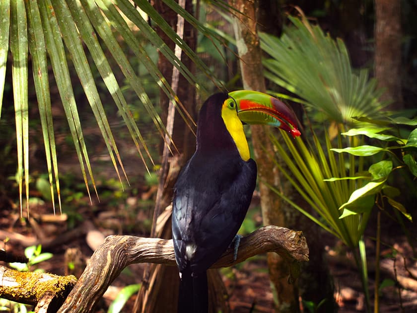 National bird of Belize, the Keel Billed Toucan in it's natural habitat. National bird of Belize, the Keel Billed Toucan in it's natural habitat.