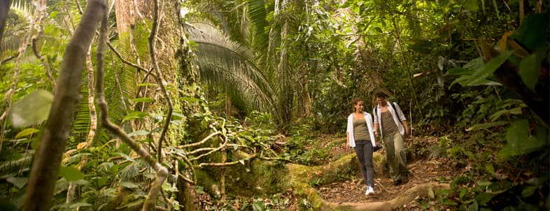 Two hikers walking on a narrow trail through dense tropical foliage. Two hikers walking on a narrow trail through dense tropical foliage.