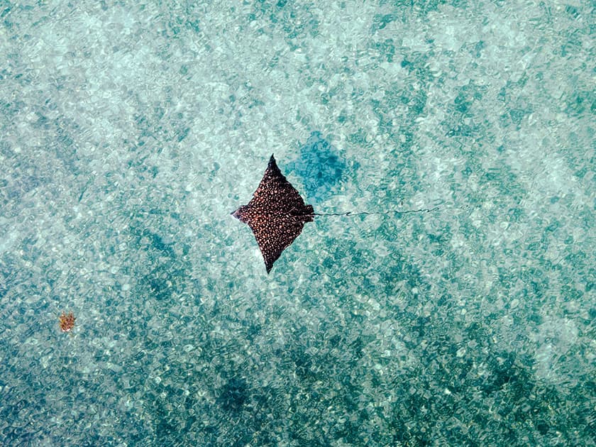 A spotted eagle ray glides over a shimmering, sandy sea floor. A spotted eagle ray glides over a shimmering, sandy sea floor.
