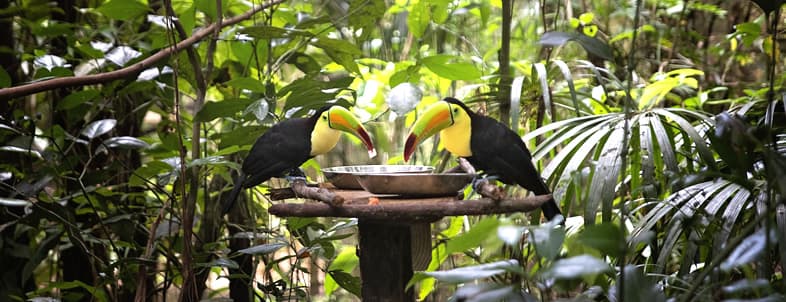 Two colorful toucans are perched on a feeding platform amidst lush green foliage. Two colorful toucans are perched on a feeding platform amidst lush green foliage.
