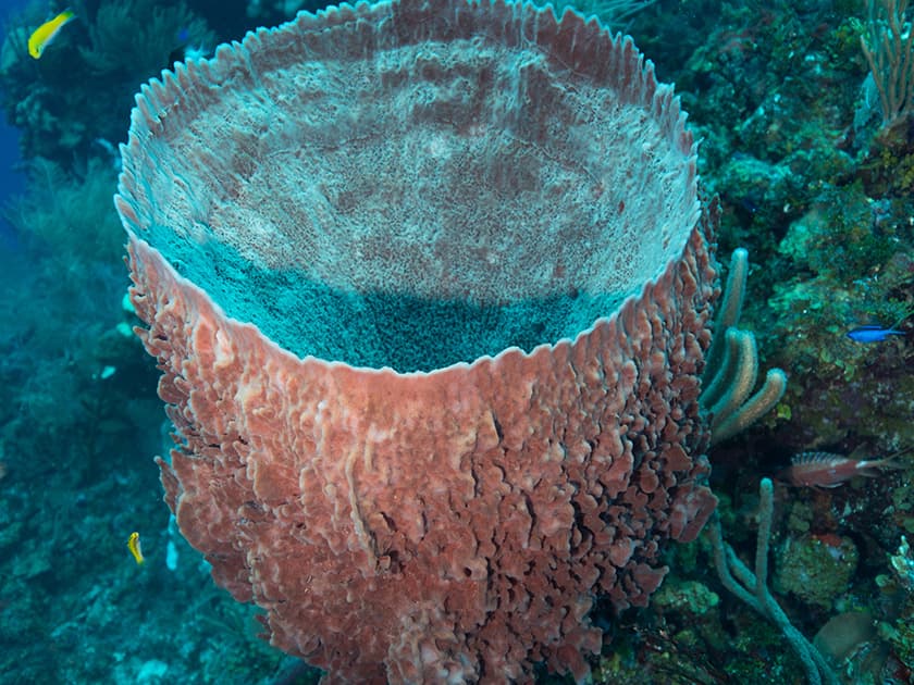 A large, bowl-shaped coral structure surrounded by colorful marine life. A large, bowl-shaped coral structure surrounded by colorful marine life.