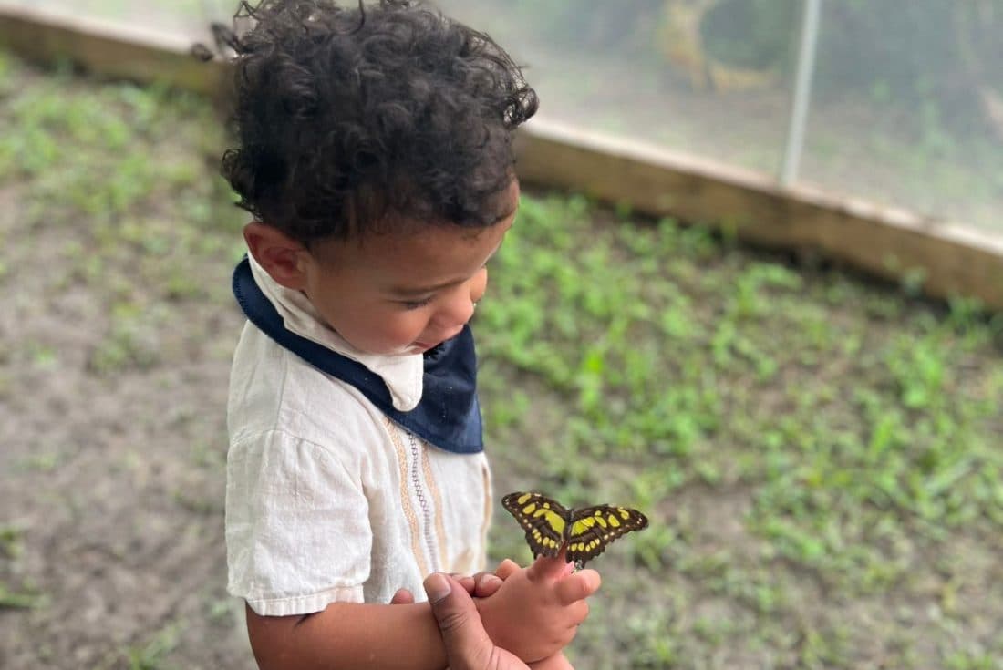 Curly-haired toddler gazes happily at a yellow butterfly resting on his hand.