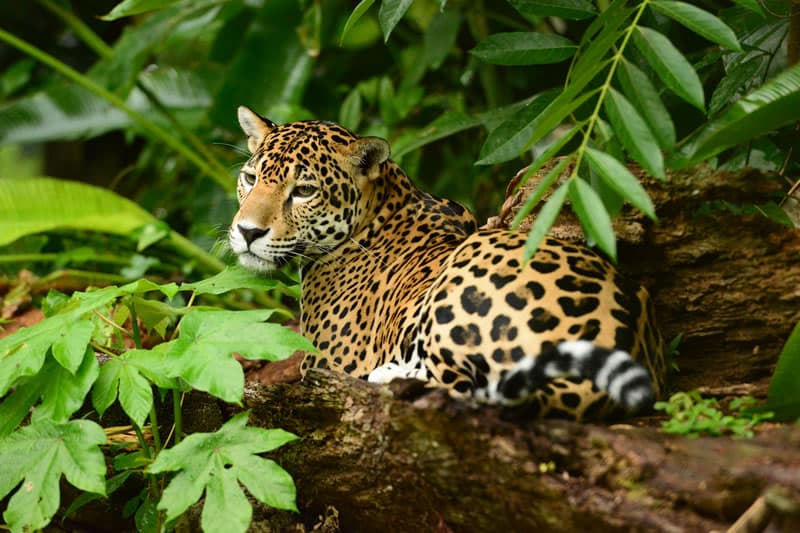 A leopard rests among lush green foliage.