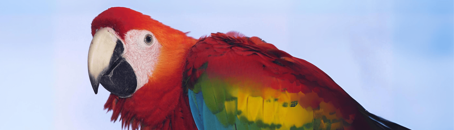 A vibrant scarlet macaw with a white forehead and black beak is looking directly at the camera. Its feathers are predominantly red, with blue, green, and yellow accents on its wings.