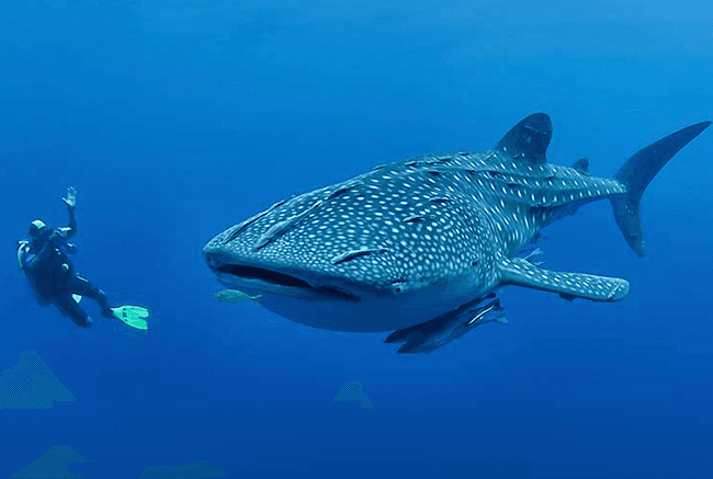 A diver swimming alongside a large whale shark in deep blue water.