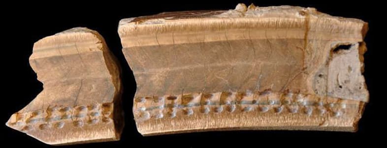 Two pieces of a fossilized bone segment displaying distinct growth lines.