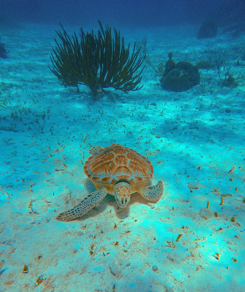 A sea turtle swims gracefully on the ocean floor amidst vibrant blue waters and aquatic vegetation.