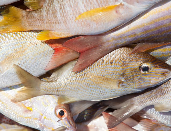 A pile of silvery-white fish with yellow and orange markings on their fins and bodies. Their gills are still bright red.