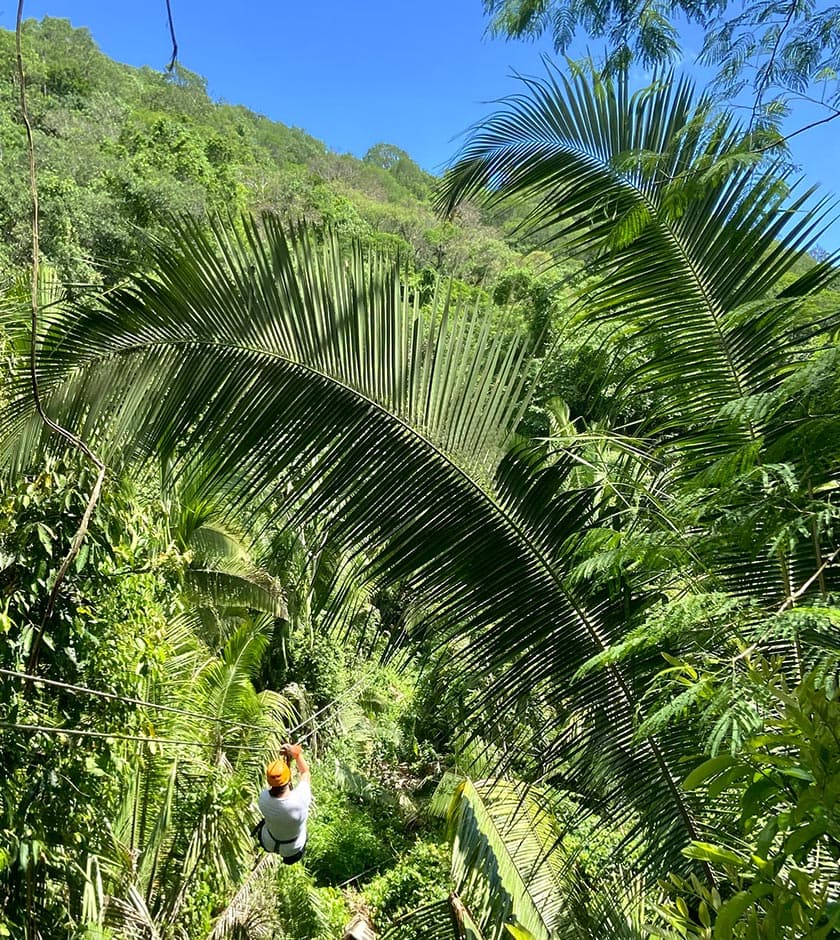A person zip-lining through a lush green forest under a clear blue sky.