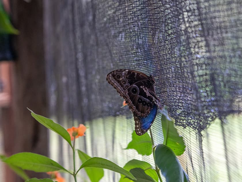 A butterfly perched on a leaf near a mesh backdrop.