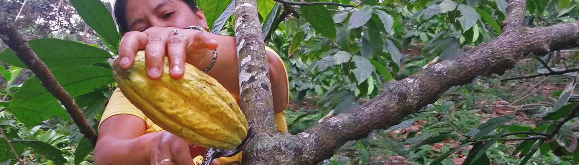 A woman cuts a yellow cacao fruit from a branch with a pair of pruning shears.