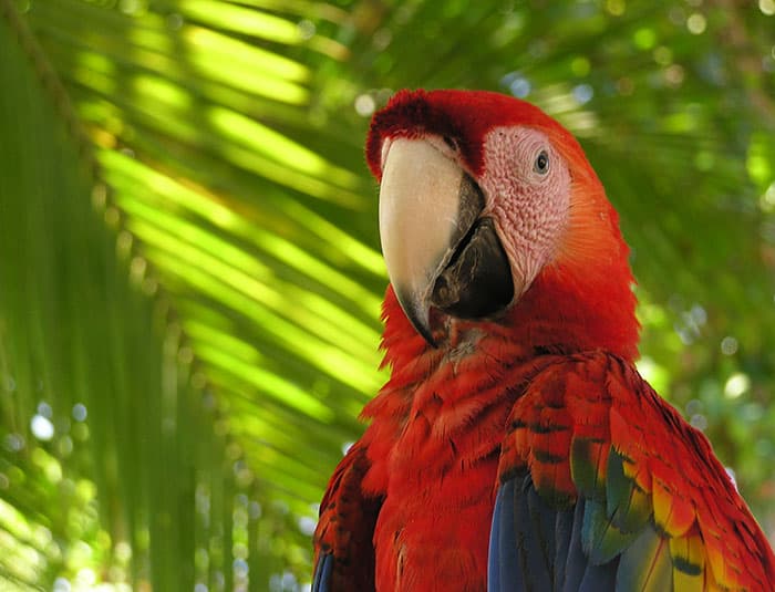 A vibrant scarlet macaw with a white forehead and black beak is perched on a branch, with lush green palm leaves in the background. Its feathers are predominantly red, with blue, green, and yellow accents on its wings.