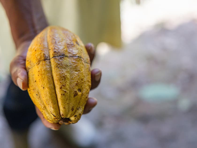 A person holds a ripe, yellow cacao pod.
