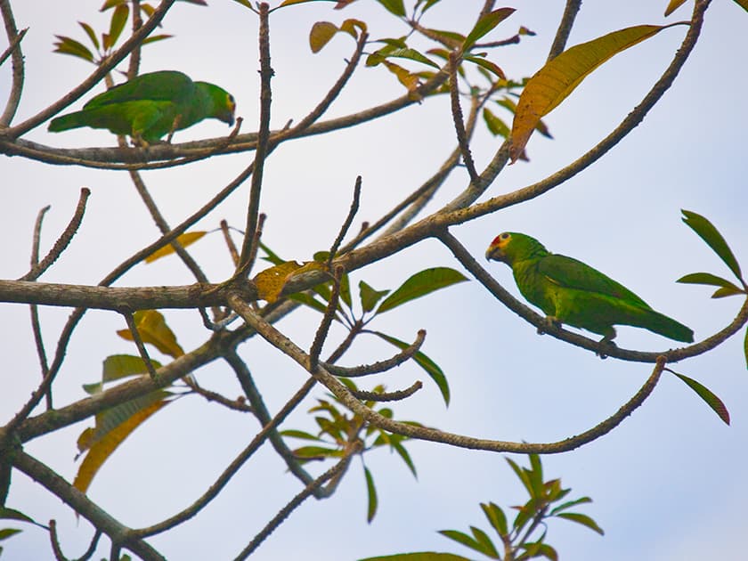 Spotting parrots during bird watching tour in Southern Belize.