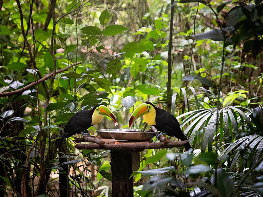 Toucans in Southern Belize, the best place for birdwatching. Toucans in Southern Belize, the best place for birdwatching.