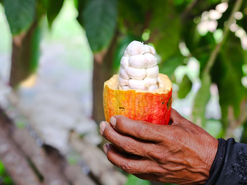 Belize cacao tours in Southern Belize.